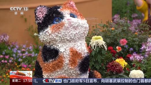 “含猫量”极高！喵呜~跟着小猫游北京