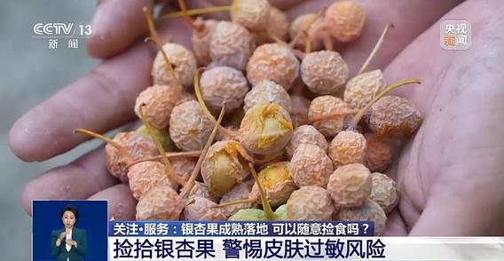 银杏果落地发臭还能捡吗？这些食用误区一定要避开