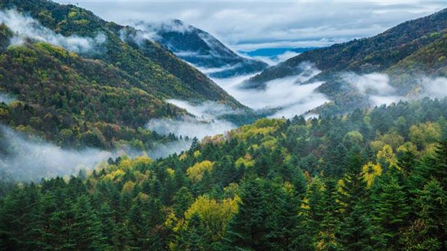 中国第一大原始森林图片