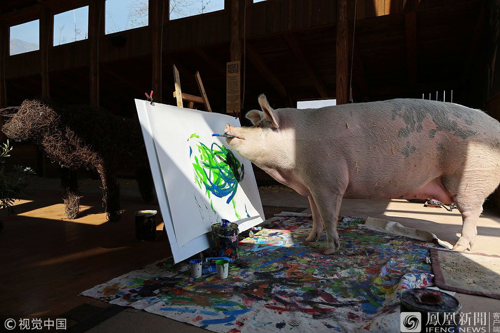 猪界毕加索一幅画值26000元