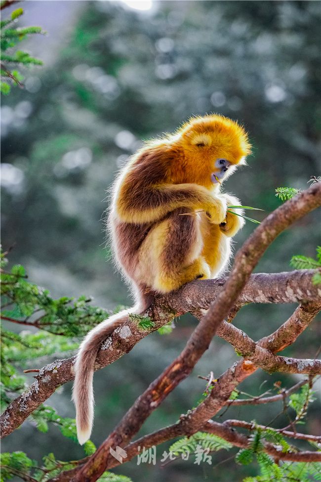 川金丝猴数量图片