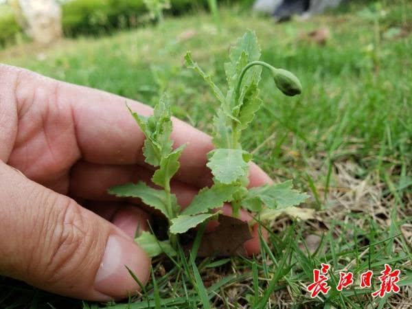 罂粟发芽十天图片图片