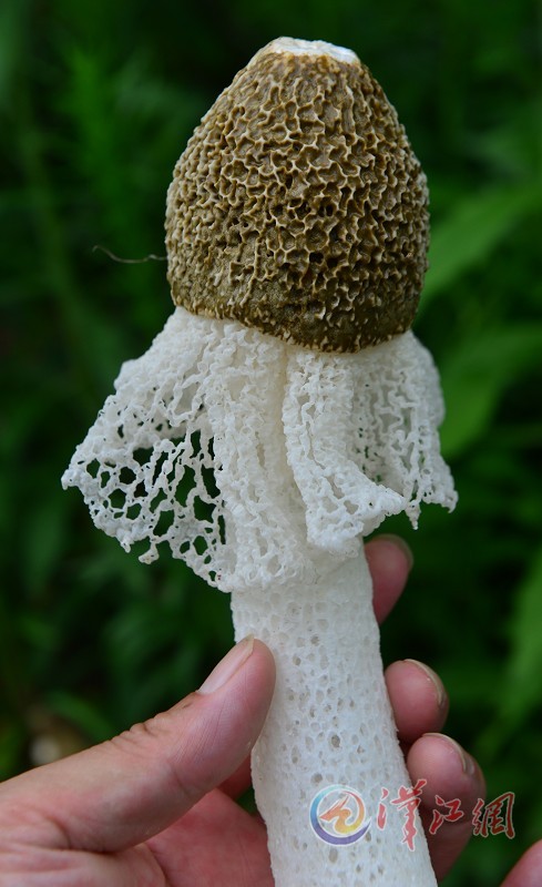 白色的网状菌菇图片
