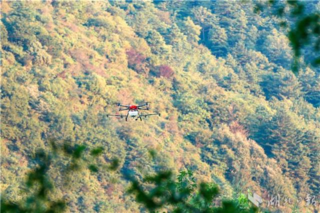 三峡高山森林首次实行无人机植保