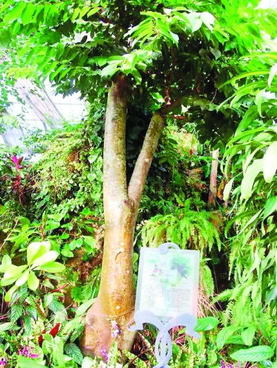 武汉植物园有株见血封喉树 箭毒木是自然界中毒性最大树木