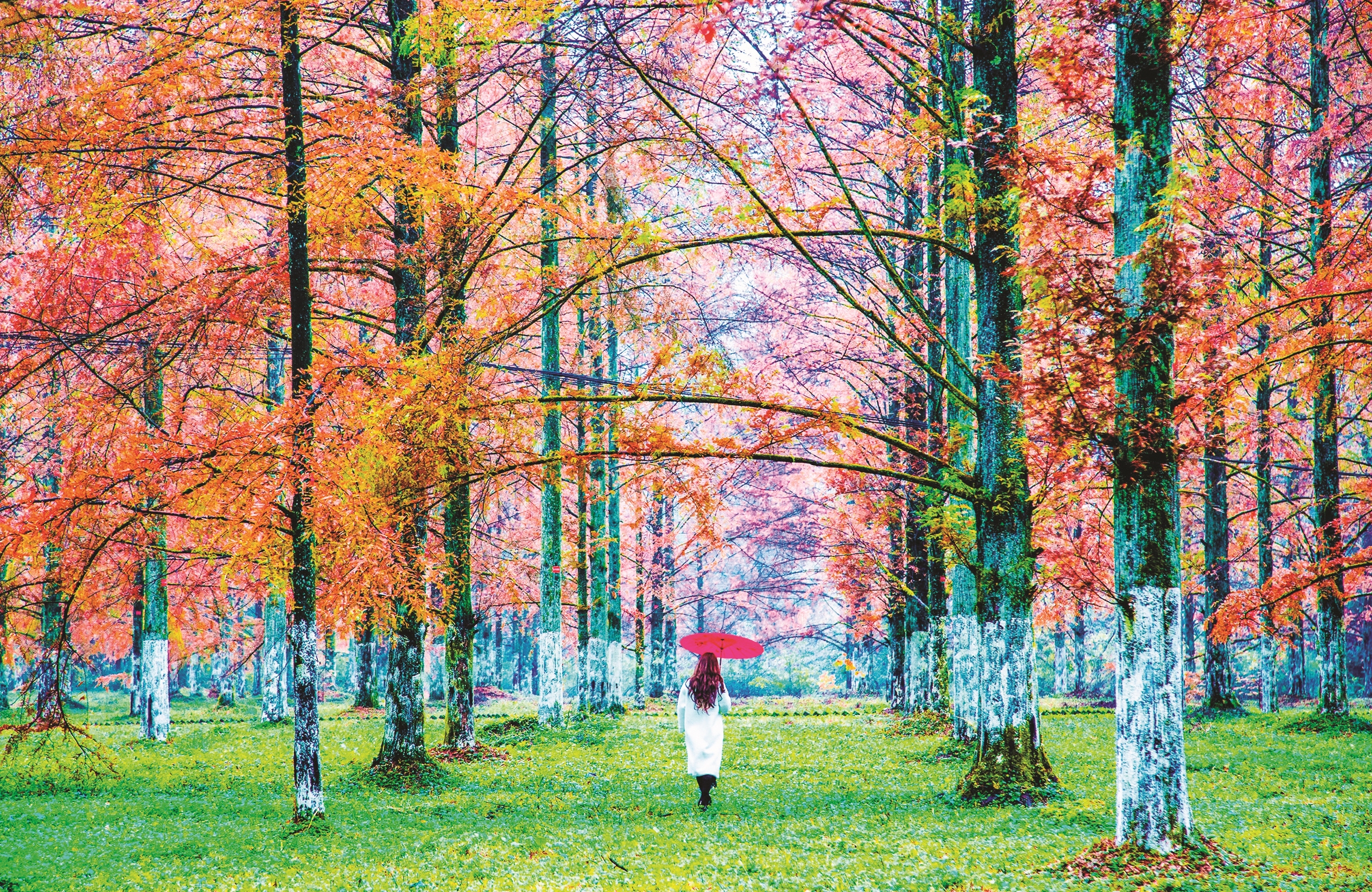 生态文学水杉树研讨会在京召开打造水杉树文化ip书写生态文明建设新