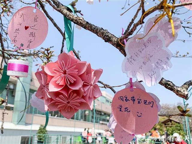 【武汉日记 晴川樱花树上挂着医护人员的心愿卡