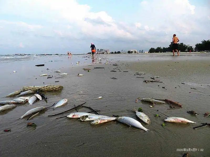 烟台海边死鱼图片